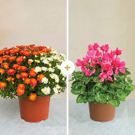 1750959075-1202857-2025