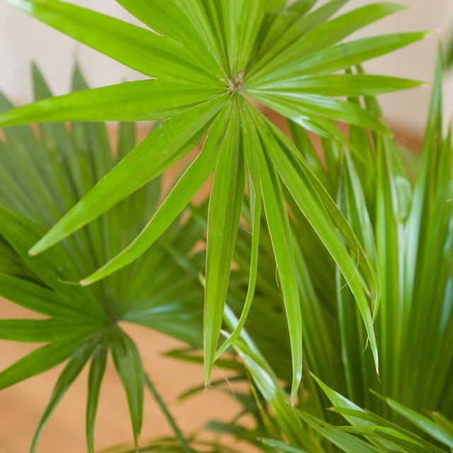 Palmier Livistona