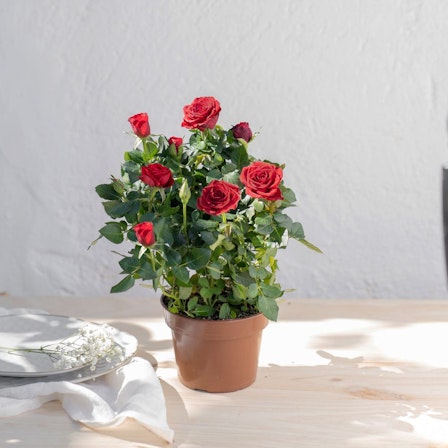 1750959075-1202857-2025