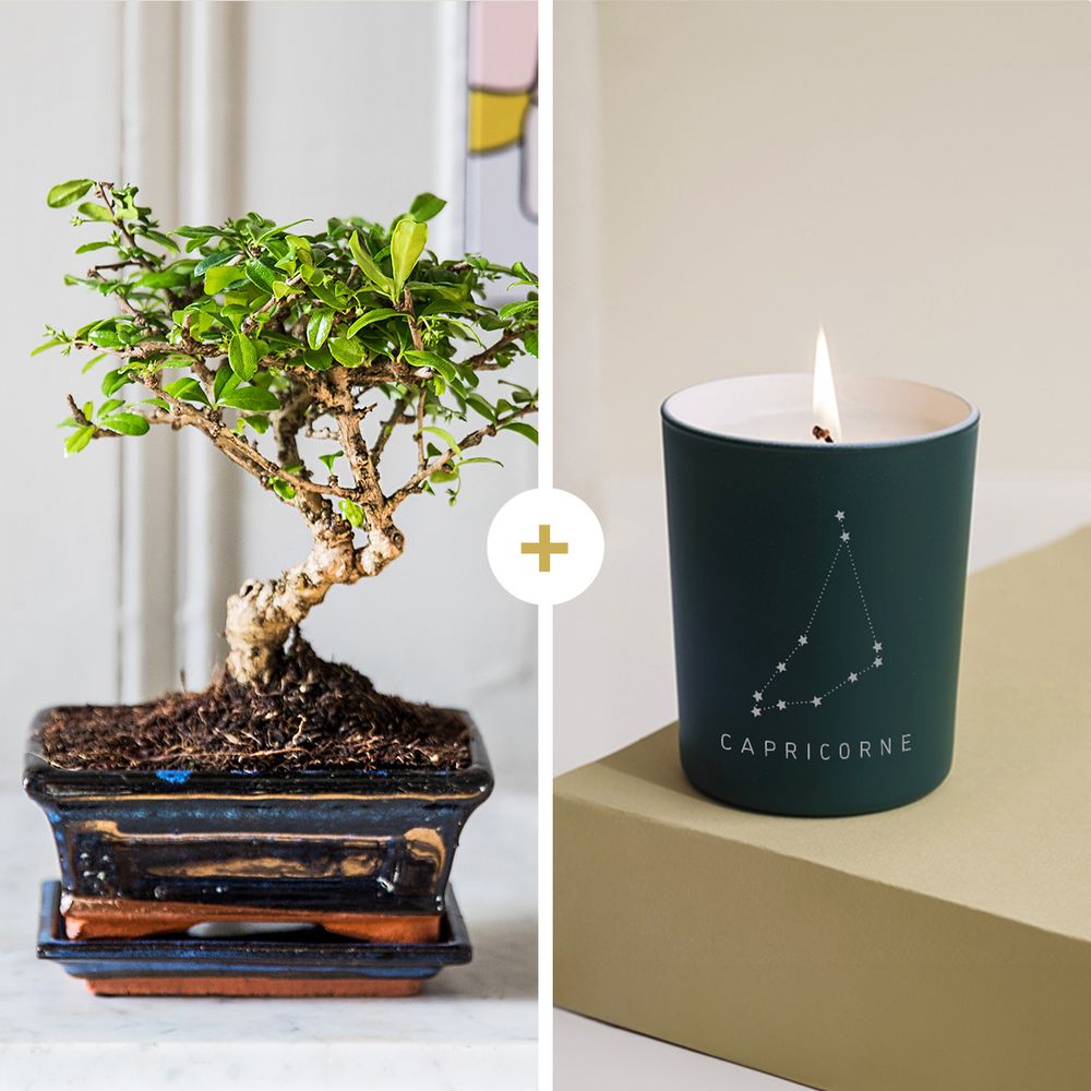 Bonsai Carmona- Capricorne