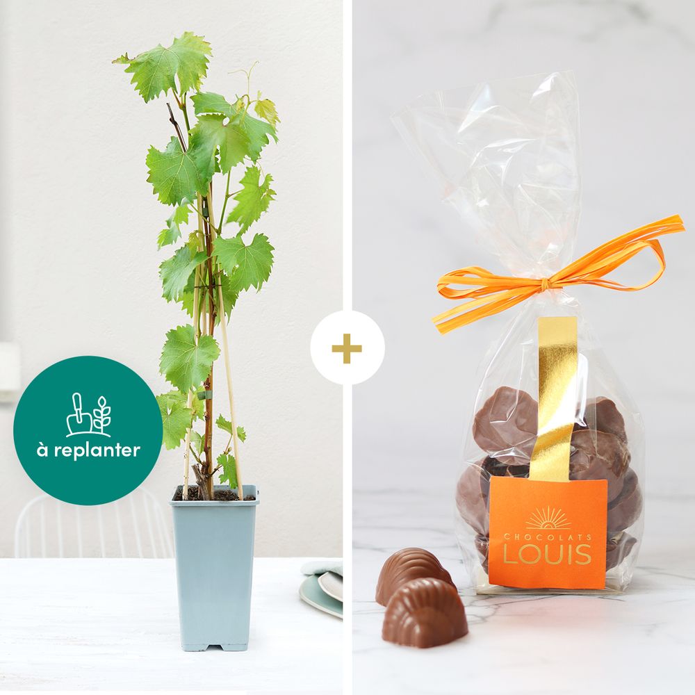 Pied de vigne et ses escargots en chocolat