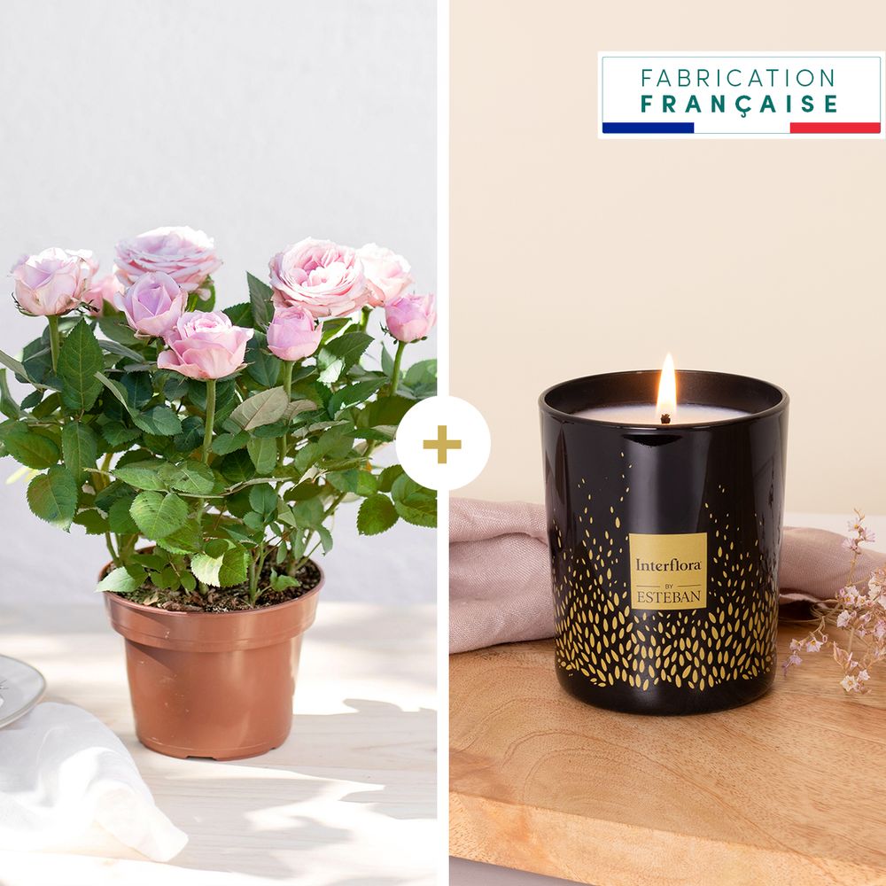 Rosier et sa bougie parfumée