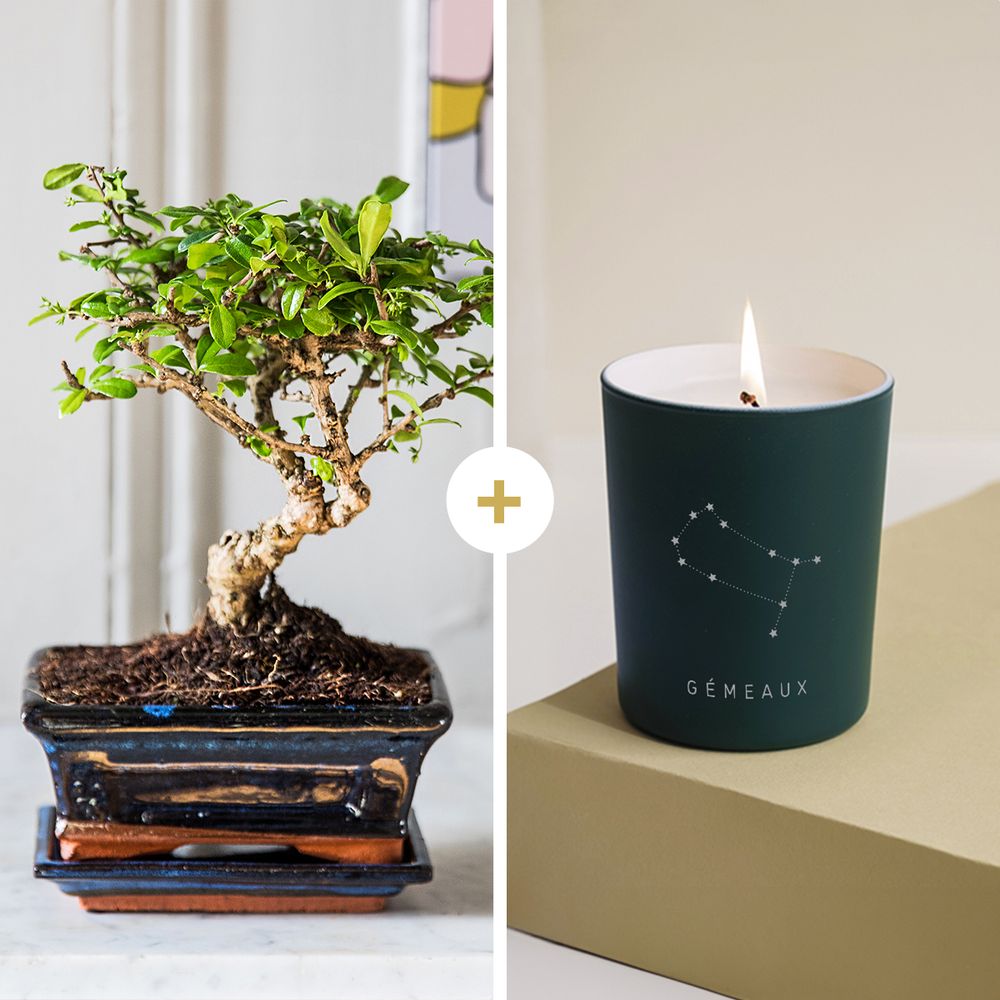 Bonsai Carmona - Gémeaux