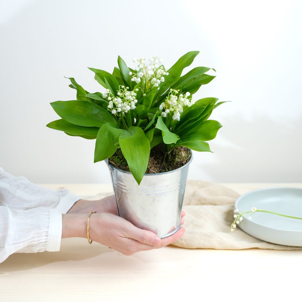 Muguet des bois & Escargots en chocolat