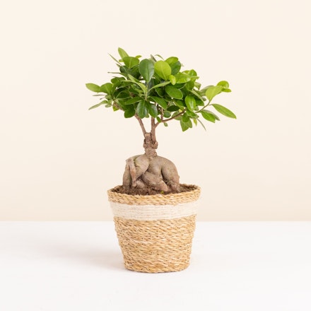Ficus Ginseng