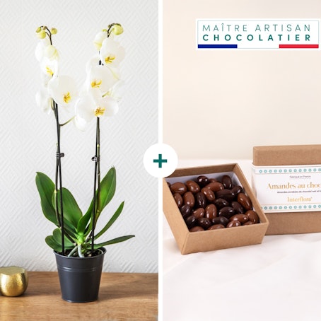 Candide et ses amandes au chocolat