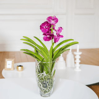 Vanda