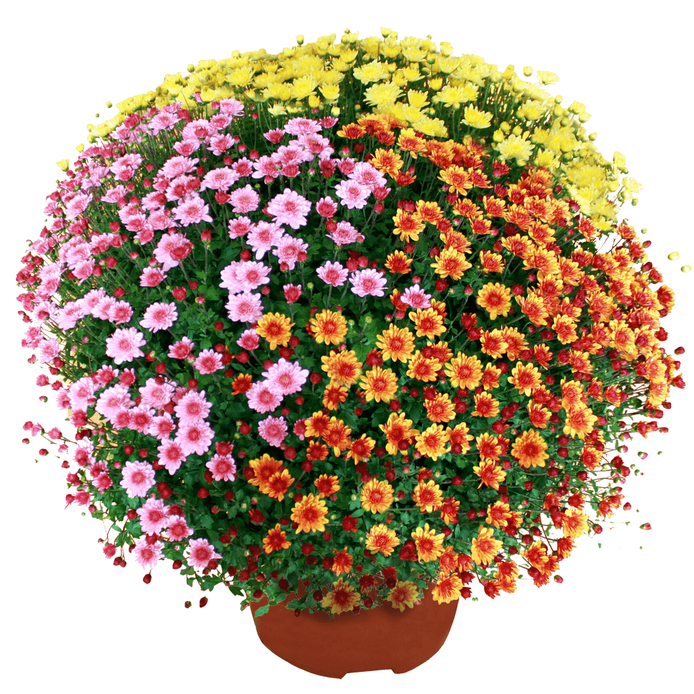 Chrysanthème multicolore petites fleurs