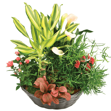 1750959075-1202857-2025