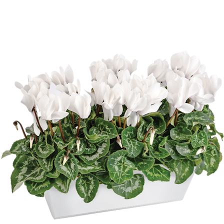 1750959075-1202857-2025