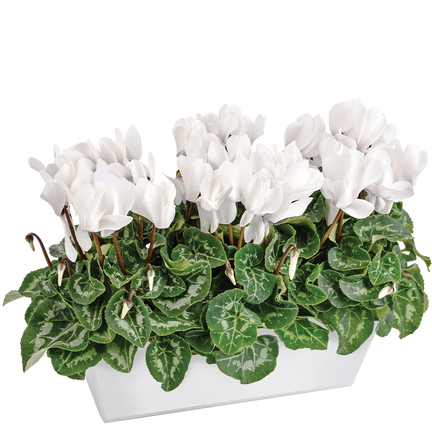 Cyclamens blancs