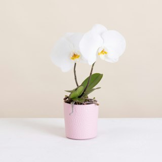 Phalaenopsis Singolo