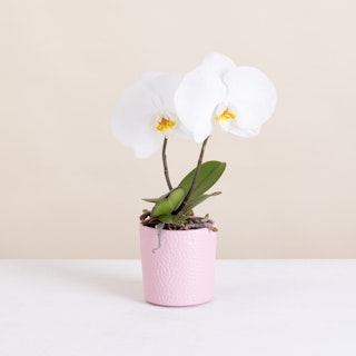 Phalaenopsis Singolo