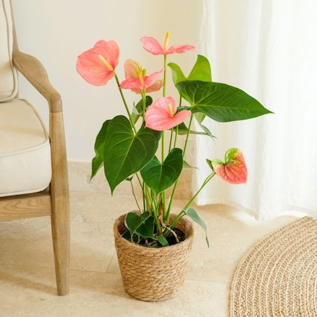 Anthurium
