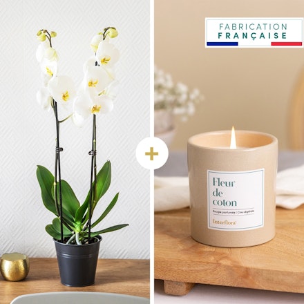 Candide et sa bougie parfumée