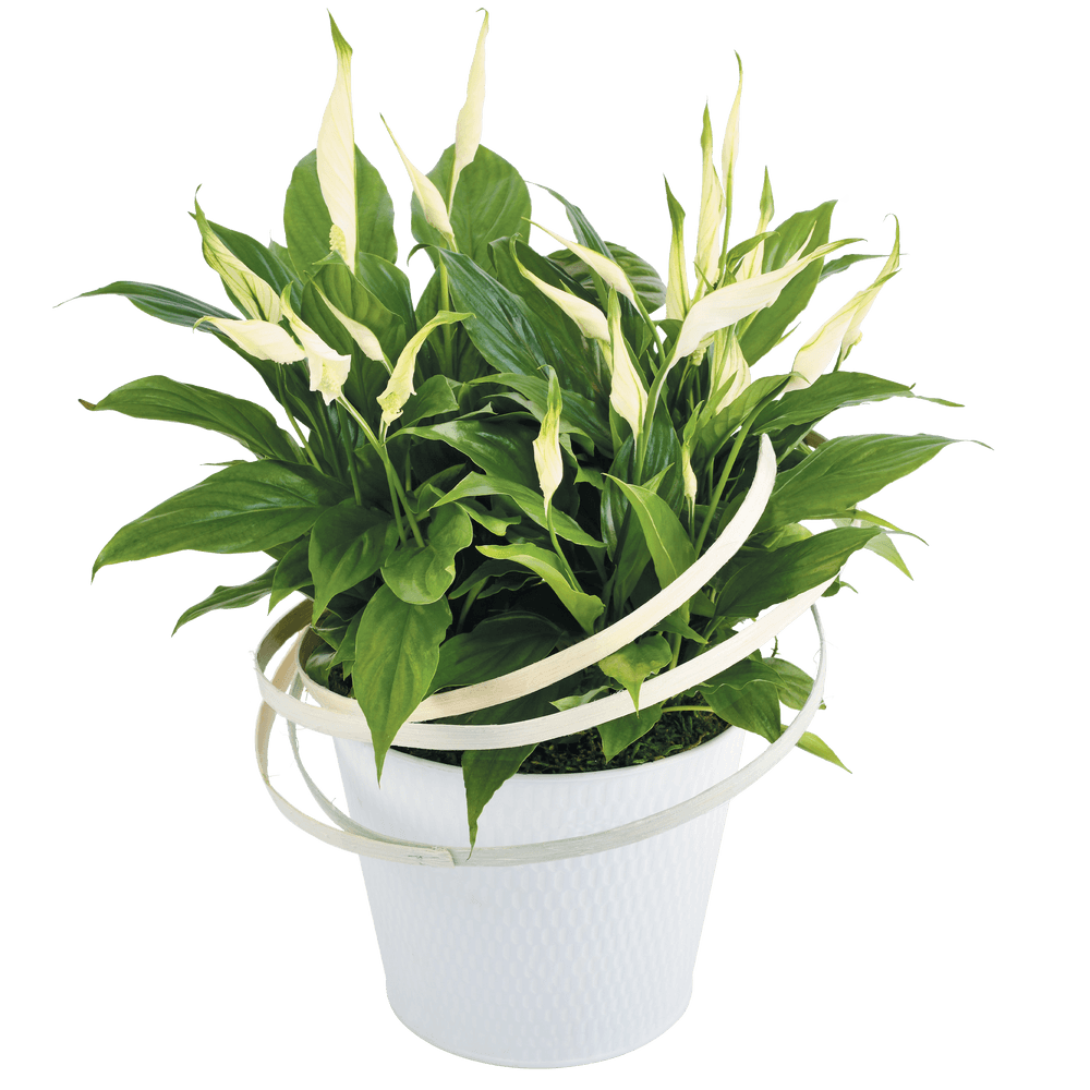 Spathiphyllum