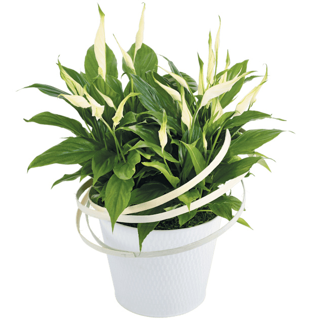 Spathiphyllum
