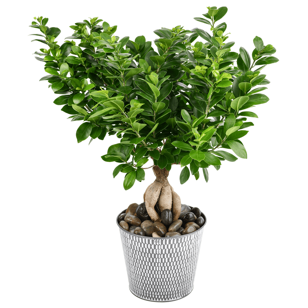 Ficus ginseng
