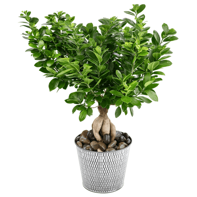 Ficus ginseng