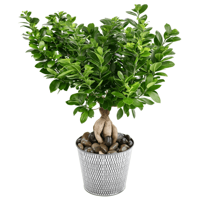 Ficus ginseng