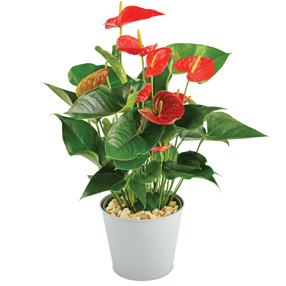 Anthurium