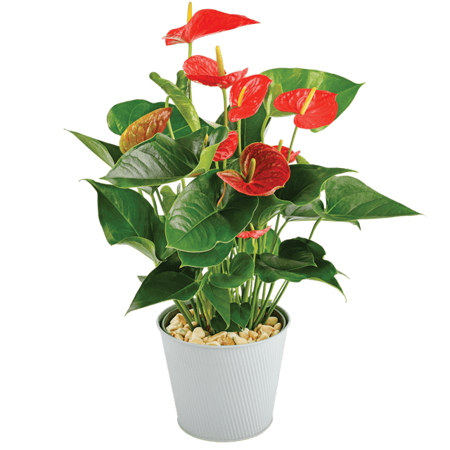 Anthurium