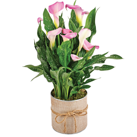 1750959075-1202857-2025