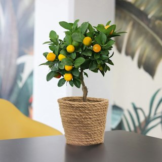 Calamondin
