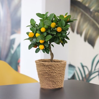 Calamondin