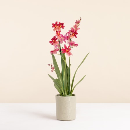 1750959075-1202857-2025