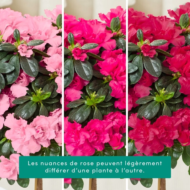 Azalée tige rose