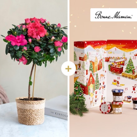 Azalée et son Calendrier de l'Avent Bonne Maman