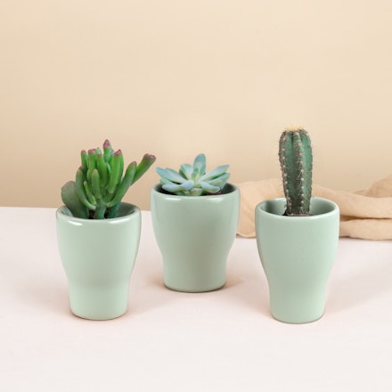 Trio de mini cactus et succulentes