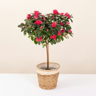 Azalée tige rose