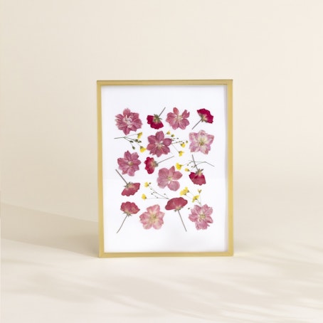 Herbier de fleurs séchées