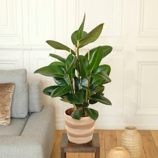 Ficus Elastica Robusta