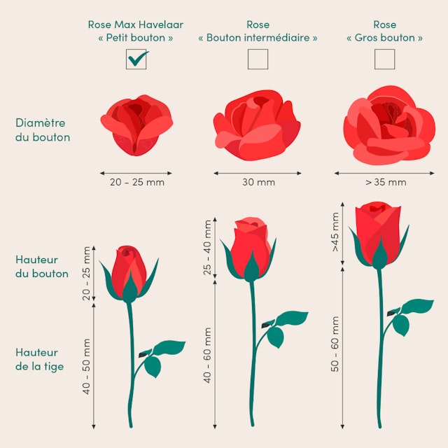 Roses multicolores & Muguet des bois
