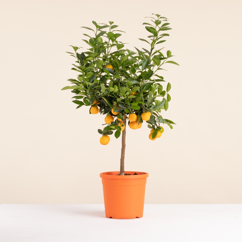 Grand Calamondin