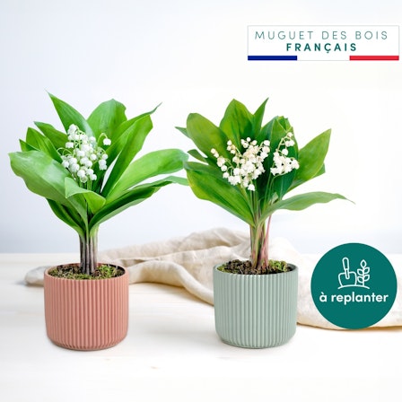 1750959075-1202857-2025