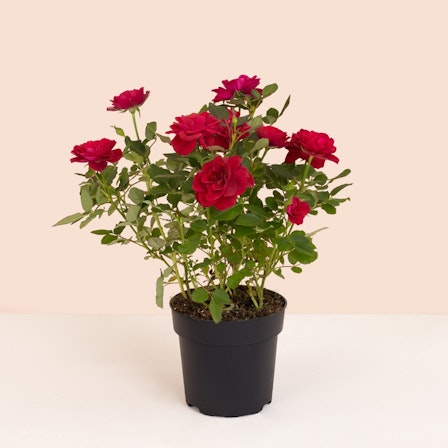 1750959075-1202857-2025