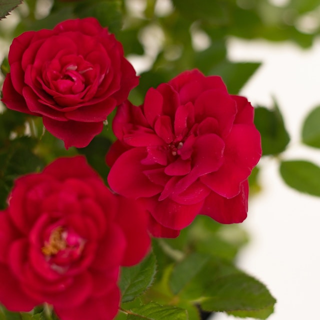 Rosier rouge