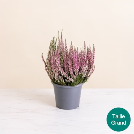 1750959075-1202857-2025