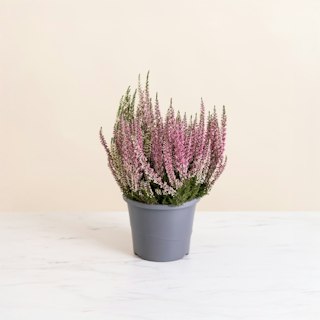 Pot de bruyère