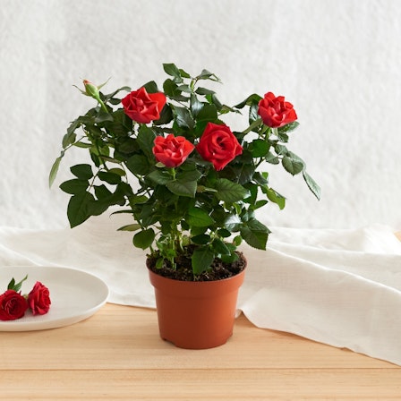 1750959075-1202857-2025