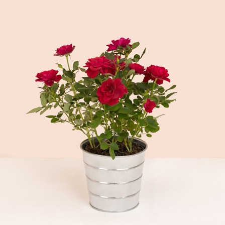 1750959075-1202857-2025