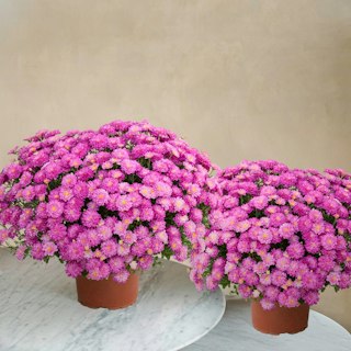 Duo de chrysanthèmes roses