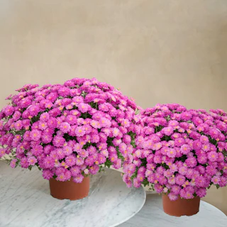 Duo de chrysanthèmes roses