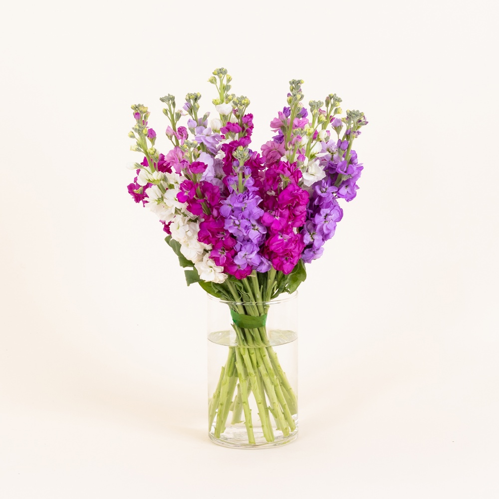 Brassée de giroflées