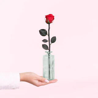Rose éternelle et son soliflore