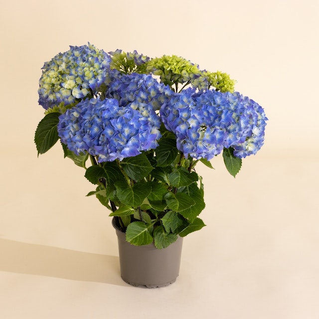 Hortensia
